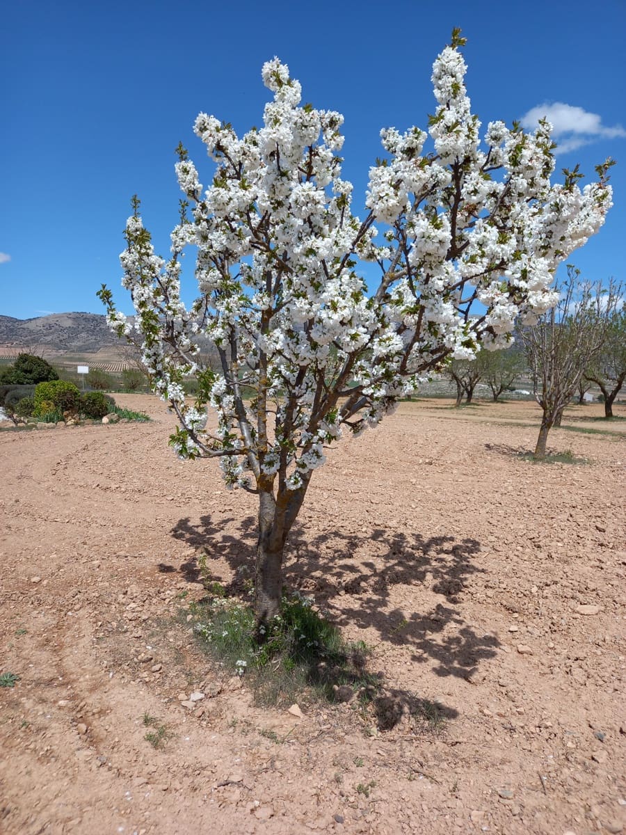 4 soverom Finca/Herregård til salgs i Cullar med svømmebasseng garasje - € 359 000 (Ref: 8453865)