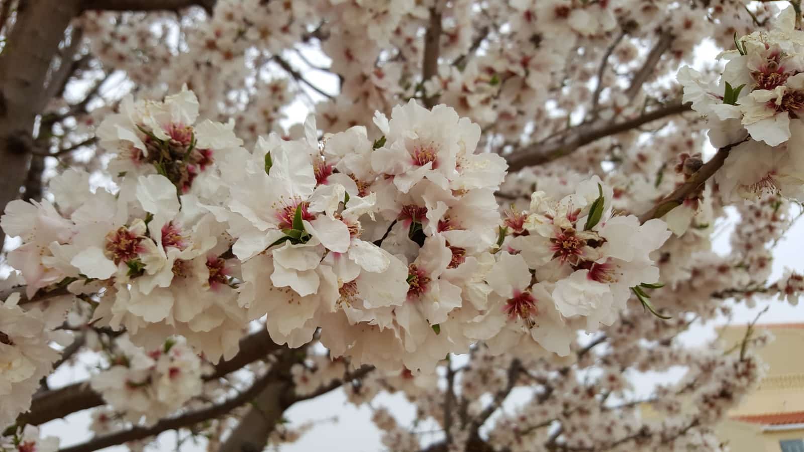 4 soverom Finca/Herregård til salgs i Cullar med svømmebasseng garasje - € 359 000 (Ref: 8453865)