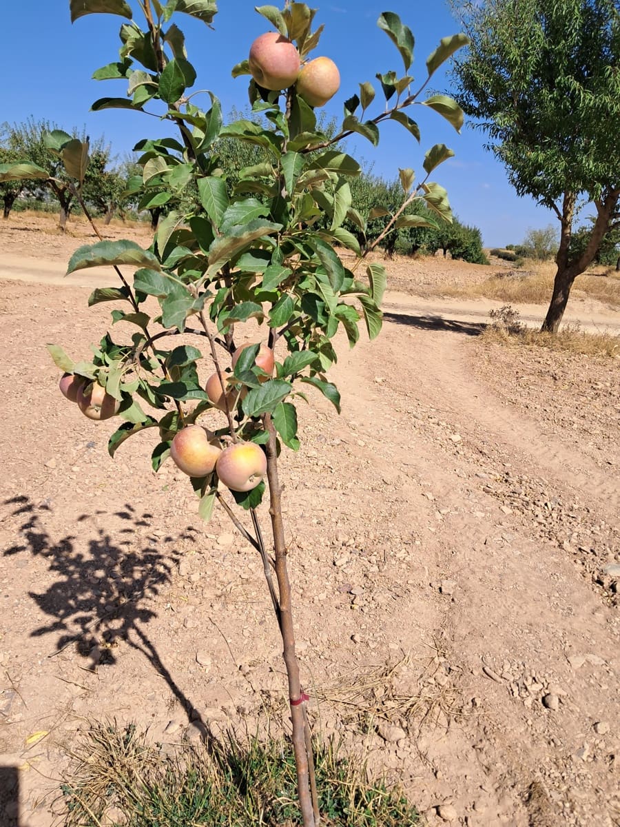 4 soverom Finca/Herregård til salgs i Cullar med svømmebasseng garasje - € 359 000 (Ref: 8453865)