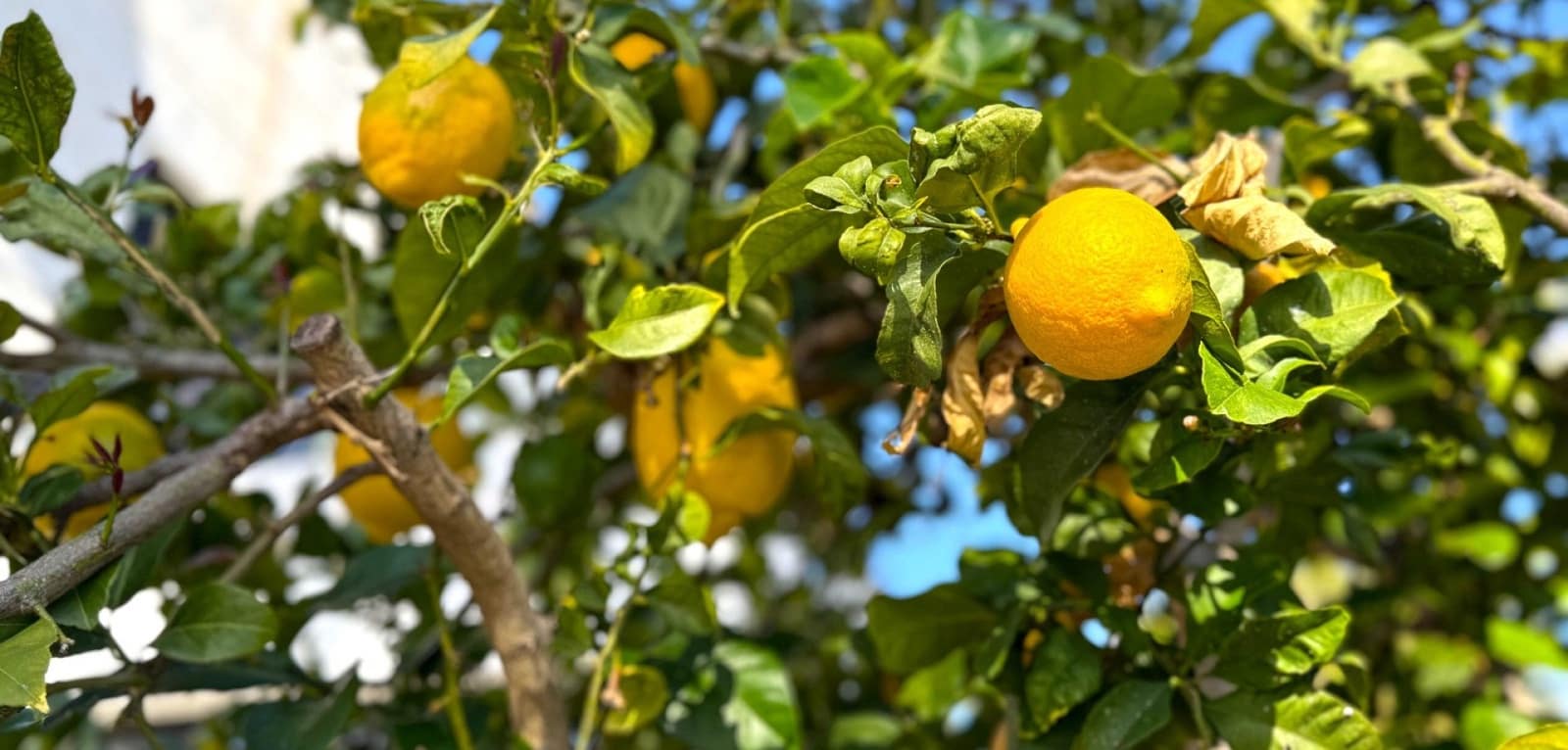 3 makuuhuone Huvila myytävänä paikassa Villamartin mukana uima-altaan - 475 000 € (Ref: 8765698)