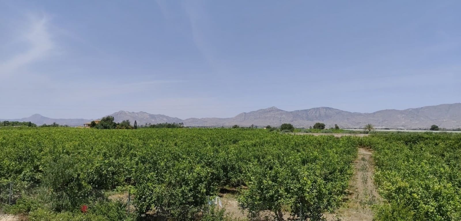 3 chambre Finca/Maison de Campagne à vendre à Albatera avec piscine - 330 000 € (Ref: 9486859)