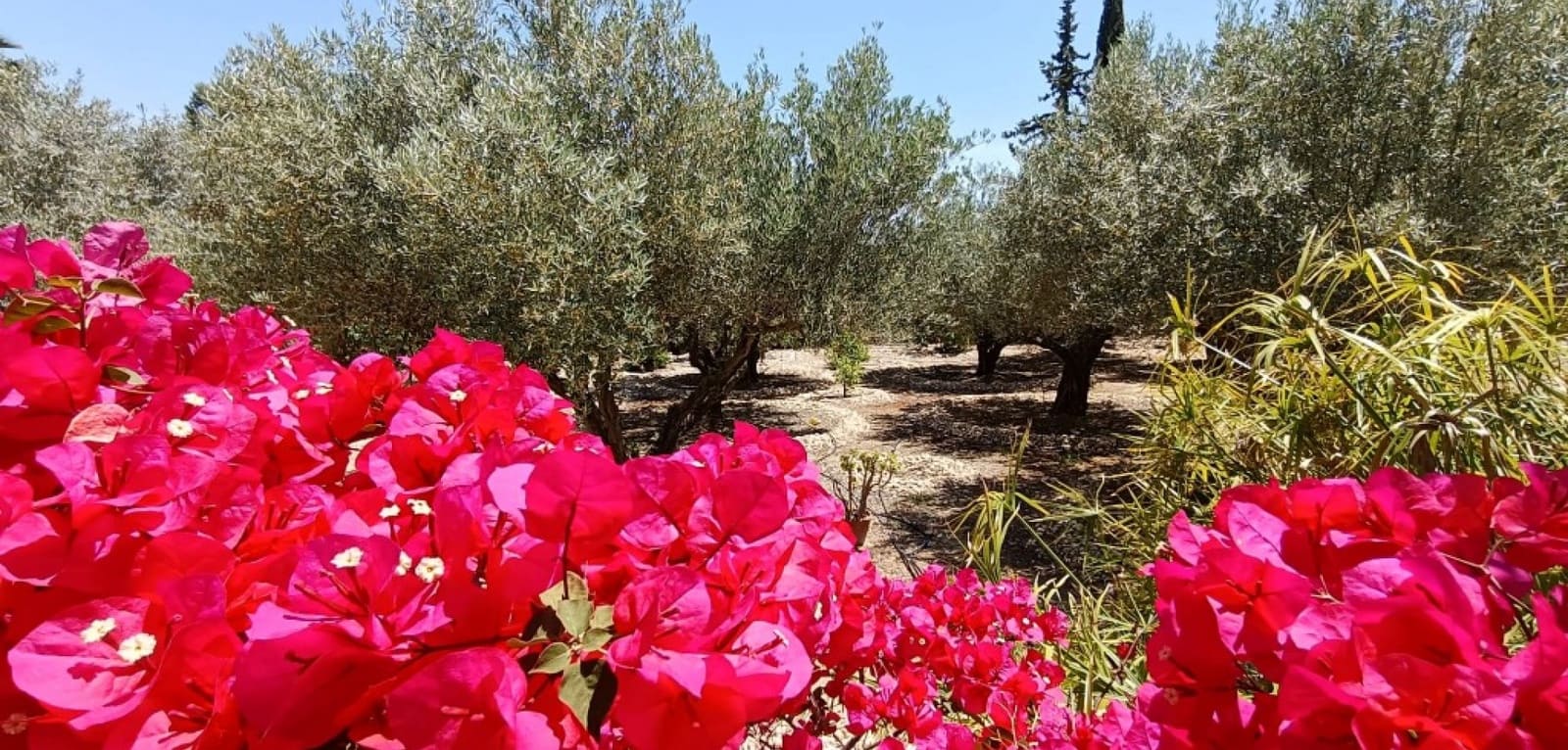 3 chambre Finca/Maison de Campagne à vendre à Albatera avec piscine - 330 000 € (Ref: 9486859)