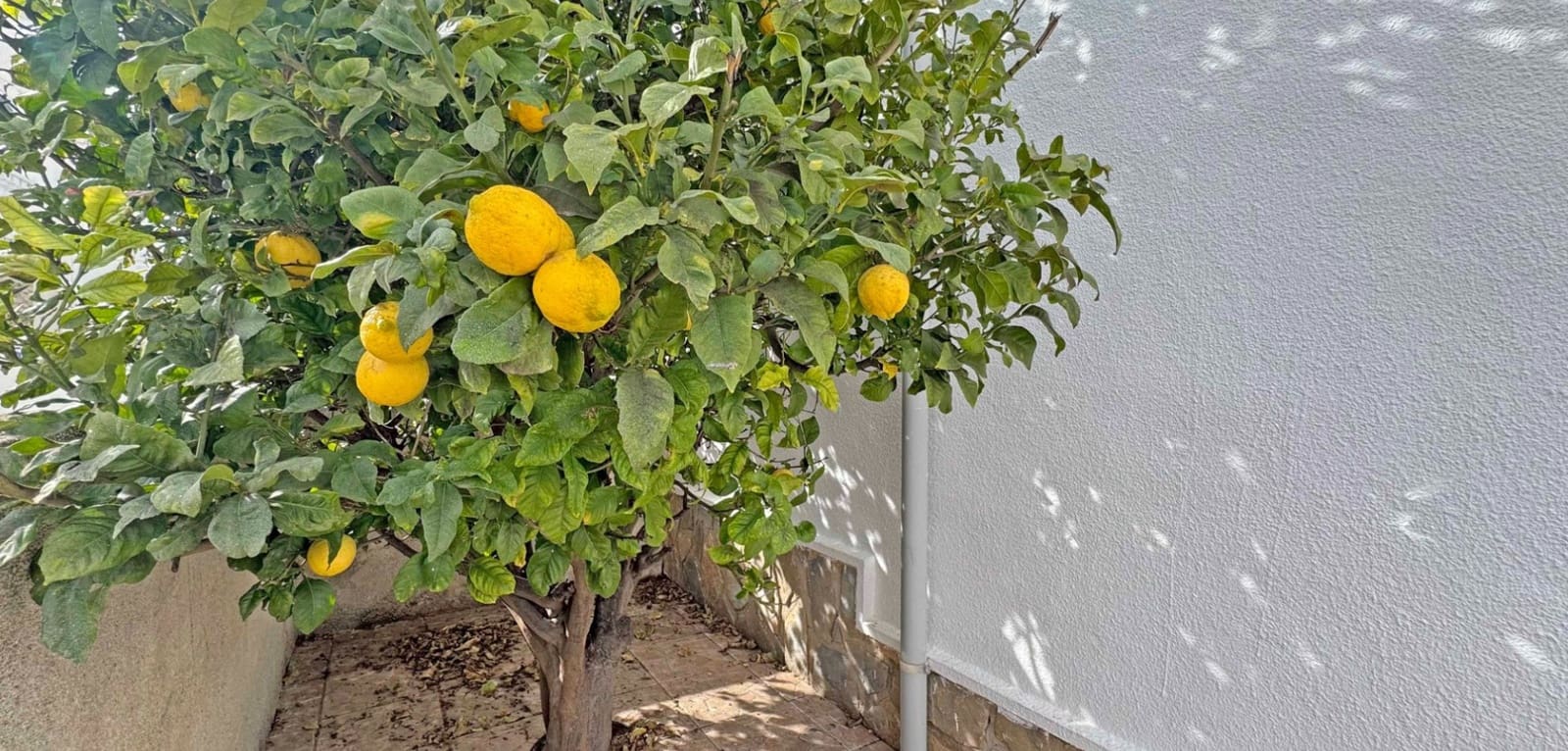 2 sovrum Semi-fristående Villa till salu i San Miguel de Salinas - 119 500 € (Ref: 9566262)