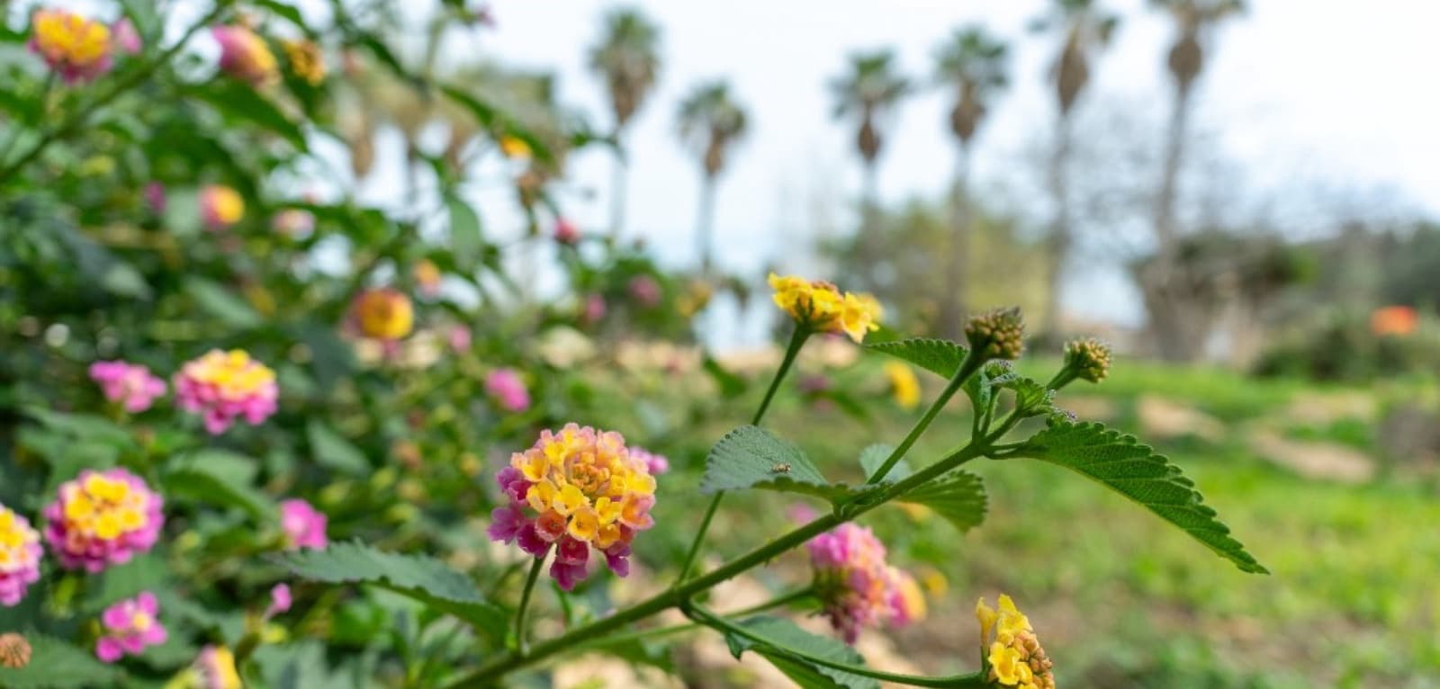 2 quarto Moradia para venda em Los Altos com piscina - 290 000 € (Ref: 9707722)