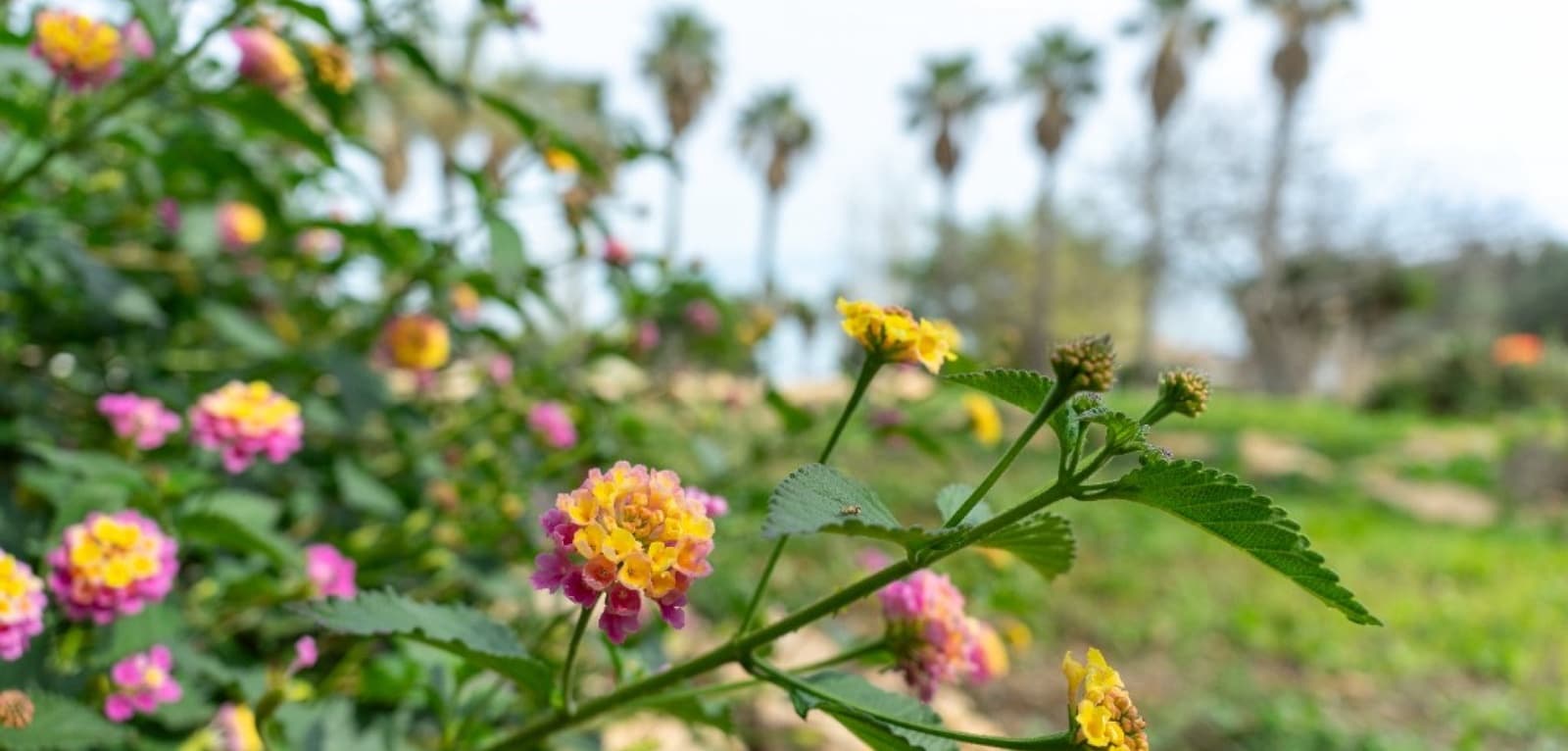 2 slaapkamer Villa te koop in Los Altos met zwembad - € 290.000 (Ref: 9776926)