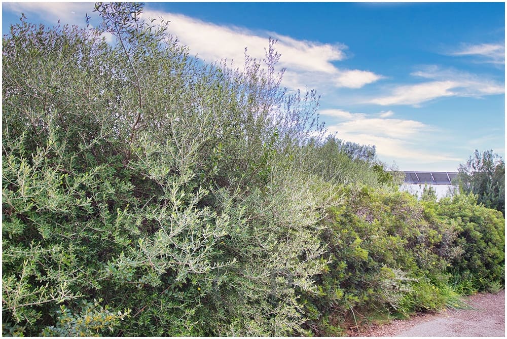 Undeveloped Land for sale in Cala Mandia - € 389,000 (Ref: 9552279)