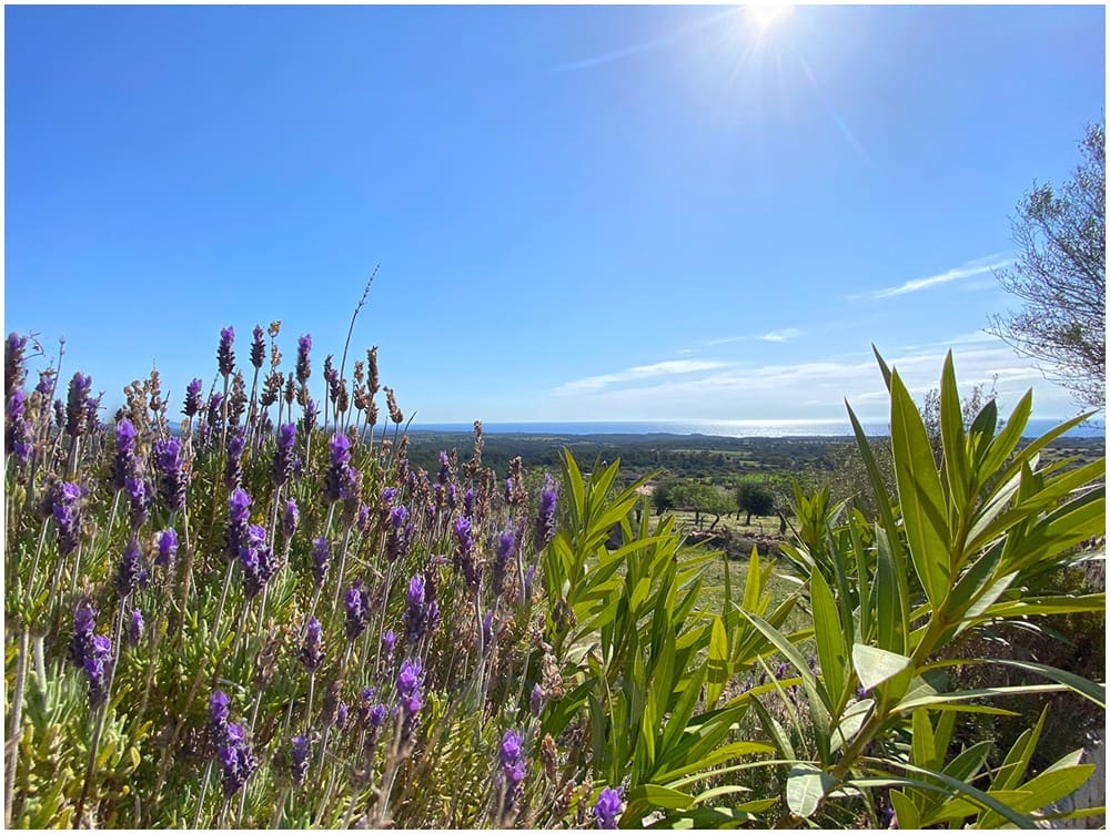 4 camera da letto Finca/Casa di Campagna in vendita in Son Macia con piscina - 2.600.000 € (Rif: 9552282)
