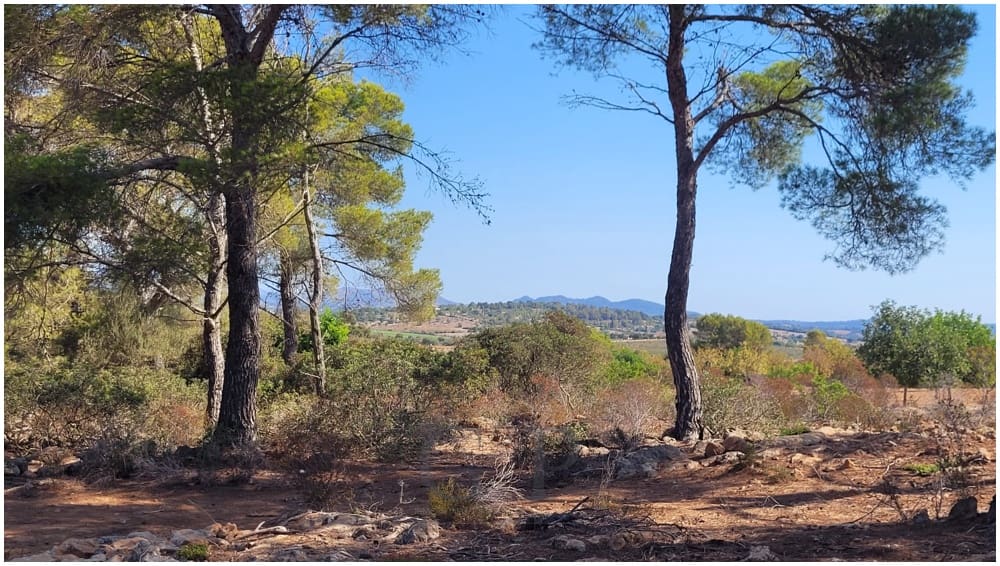 Grunde uden byggetilladelser til salg i Manacor - € 390.000 (Ref: 9853027)