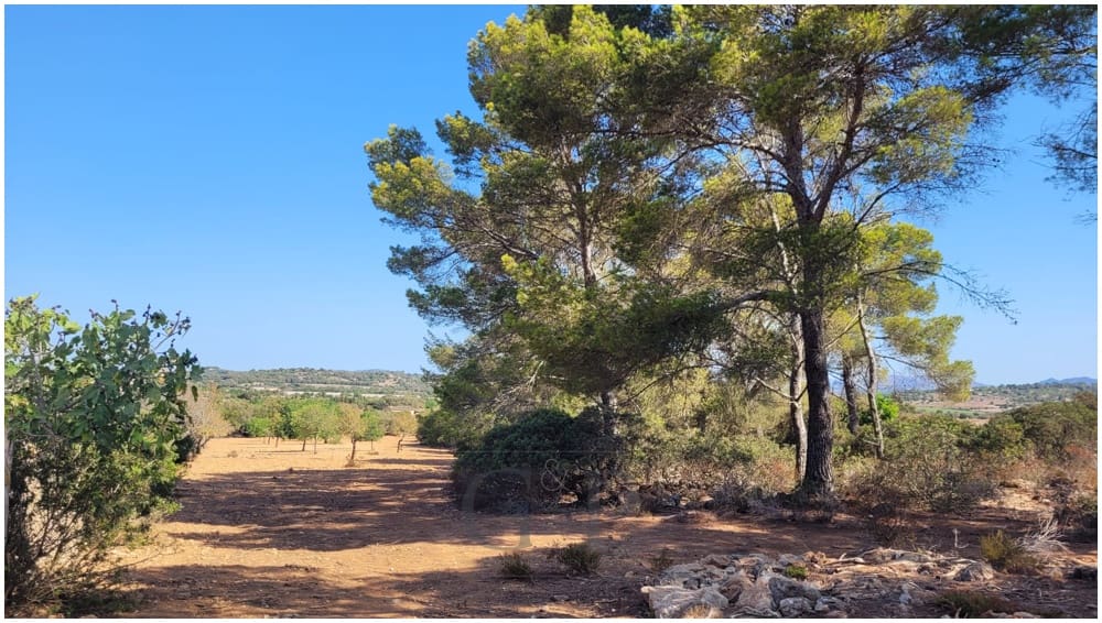 Grunde uden byggetilladelser til salg i Manacor - € 390.000 (Ref: 9853027)