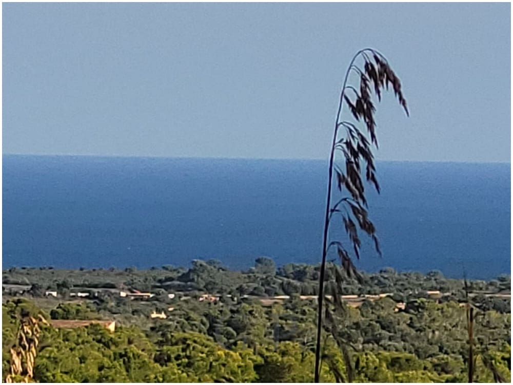 Mark till salu i Manacor - 650 000 € (Ref: 9865527)