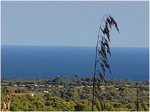 Mark till salu i Manacor - 650 000 € (Ref: 9865527)