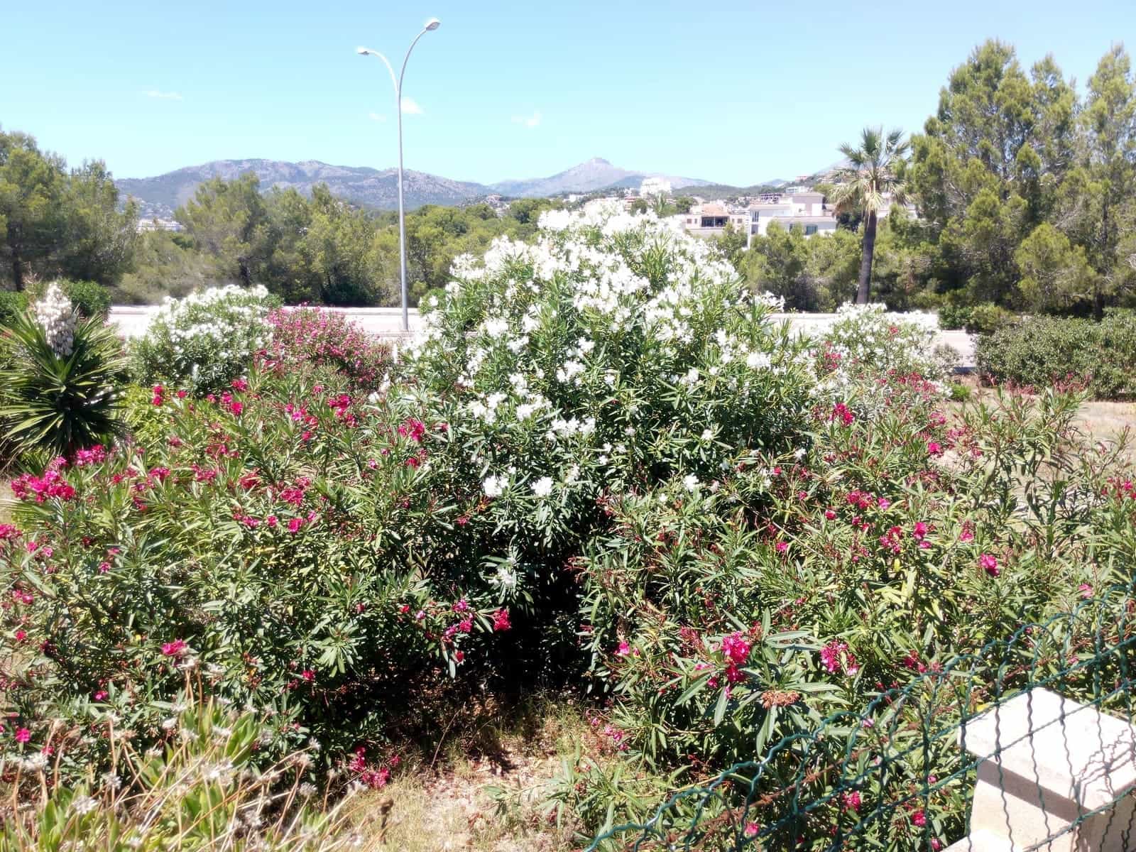 Chalet de 6 habitaciones en Santa Ponsa en venta con piscina garaje - 2.150.000 € (Ref: 8879158)