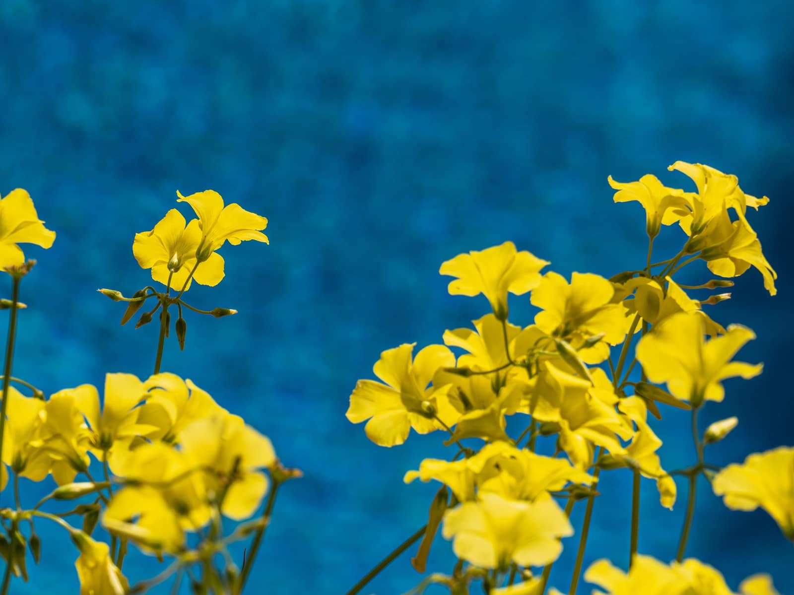 1 camera da letto Loft da affittare in Santa Ponsa con piscina - 1.300 € (Rif: 9618159)