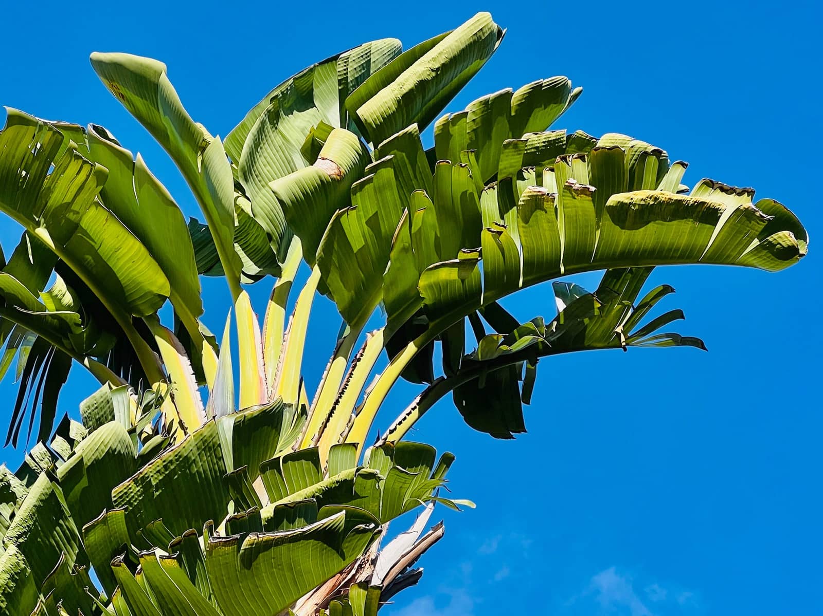 1 camera da letto Loft da affittare in Santa Ponsa con piscina - 1.300 € (Rif: 9618159)