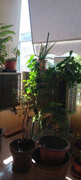 4 soveværelse Lejlighed til salg i Denia med swimmingpool garage - € 255.000 (Ref: 9129302)