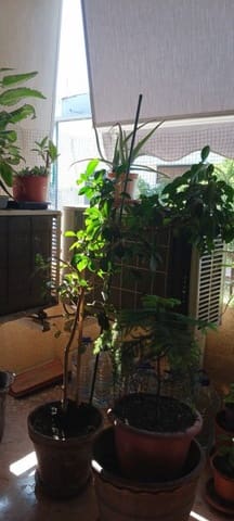 4 sovrum Lägenhet till salu i Centro Urbano, Dénia med pool garage - 255 000 € (Ref: 9129302)