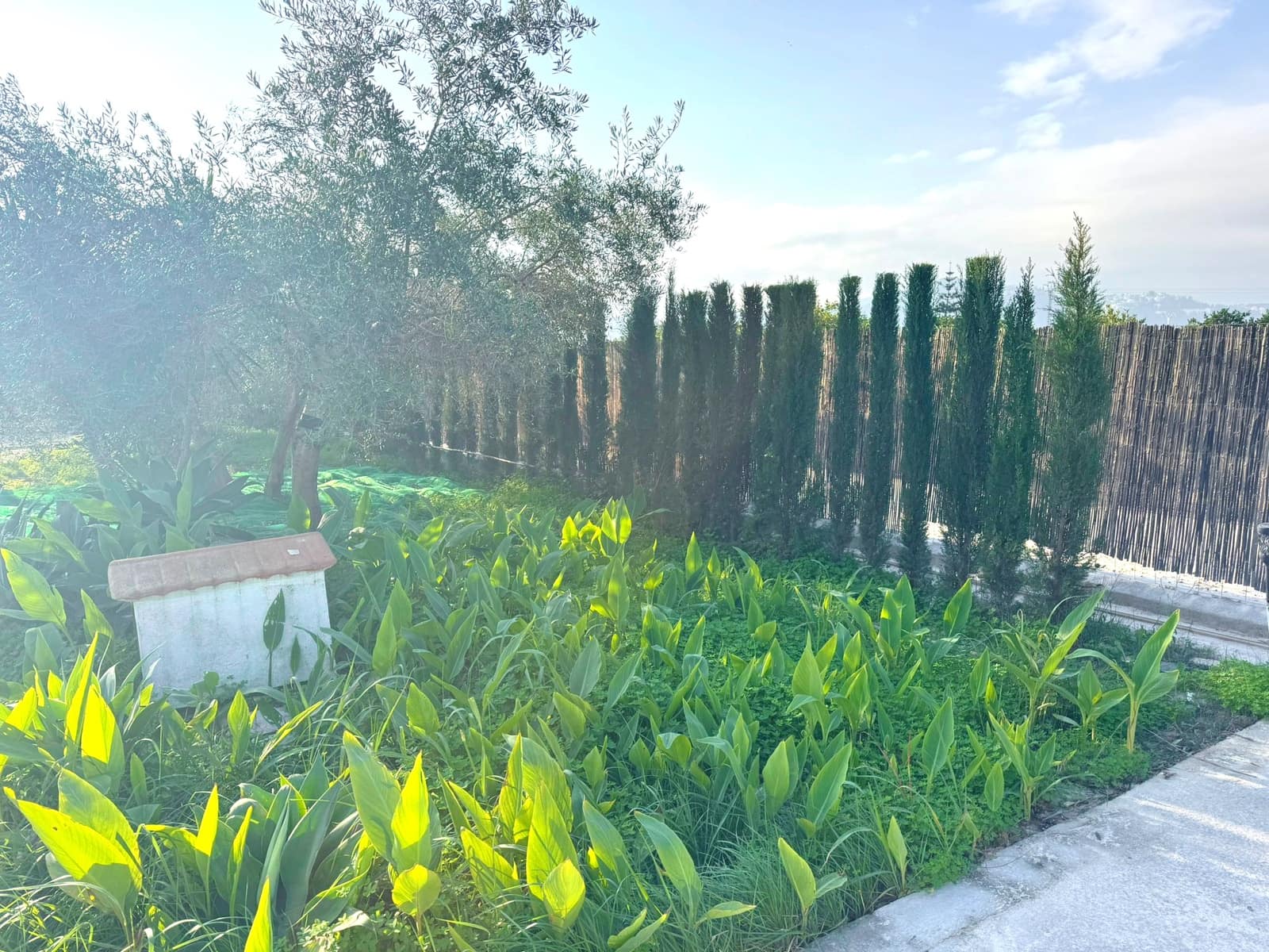 1 sypialnia Finka/Dom wiejski na sprzedaż w Oliva - 89 000 € (Ref: 9449920)