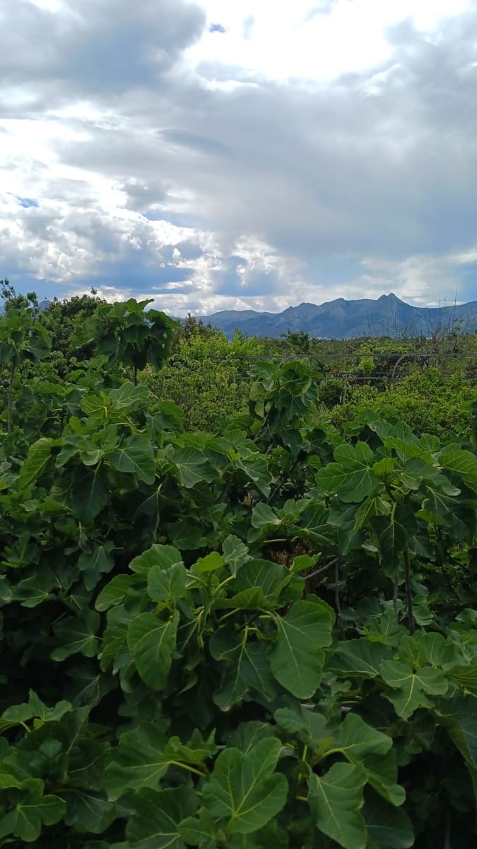 Rakentamaton maa myytävänä paikassa Pedreguer - 35 000 € (Ref: 9488014)