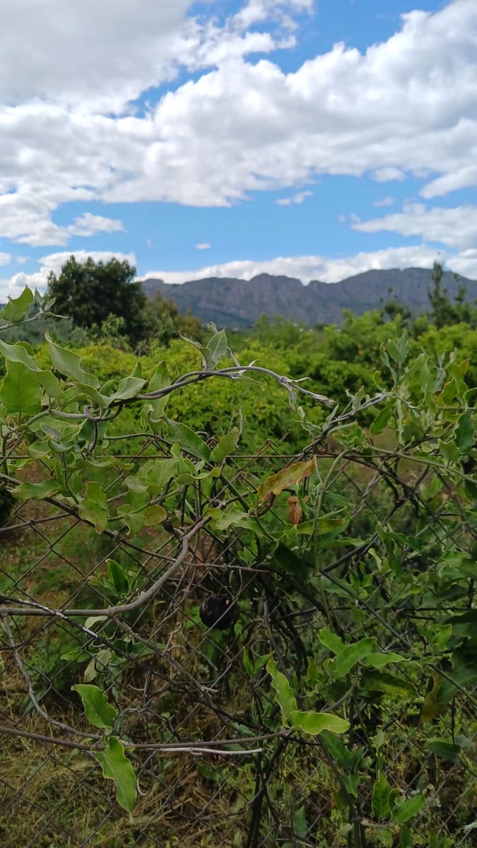Rakentamaton maa myytävänä paikassa Pedreguer - 35 000 € (Ref: 9488014)