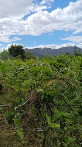 Rakentamaton maa myytävänä paikassa Pedreguer - 35 000 € (Ref: 9488014)