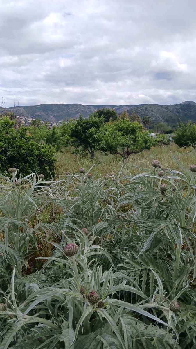 Rakentamaton maa myytävänä paikassa Pedreguer - 35 000 € (Ref: 9488014)