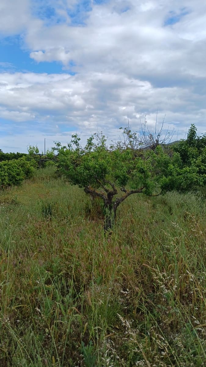 Rakentamaton maa myytävänä paikassa Pedreguer - 35 000 € (Ref: 9488014)