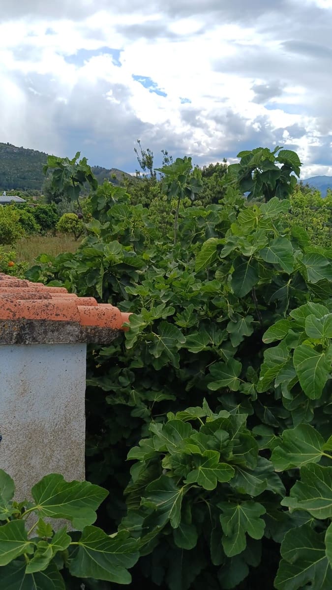 Rakentamaton maa myytävänä paikassa Pedreguer - 35 000 € (Ref: 9488014)