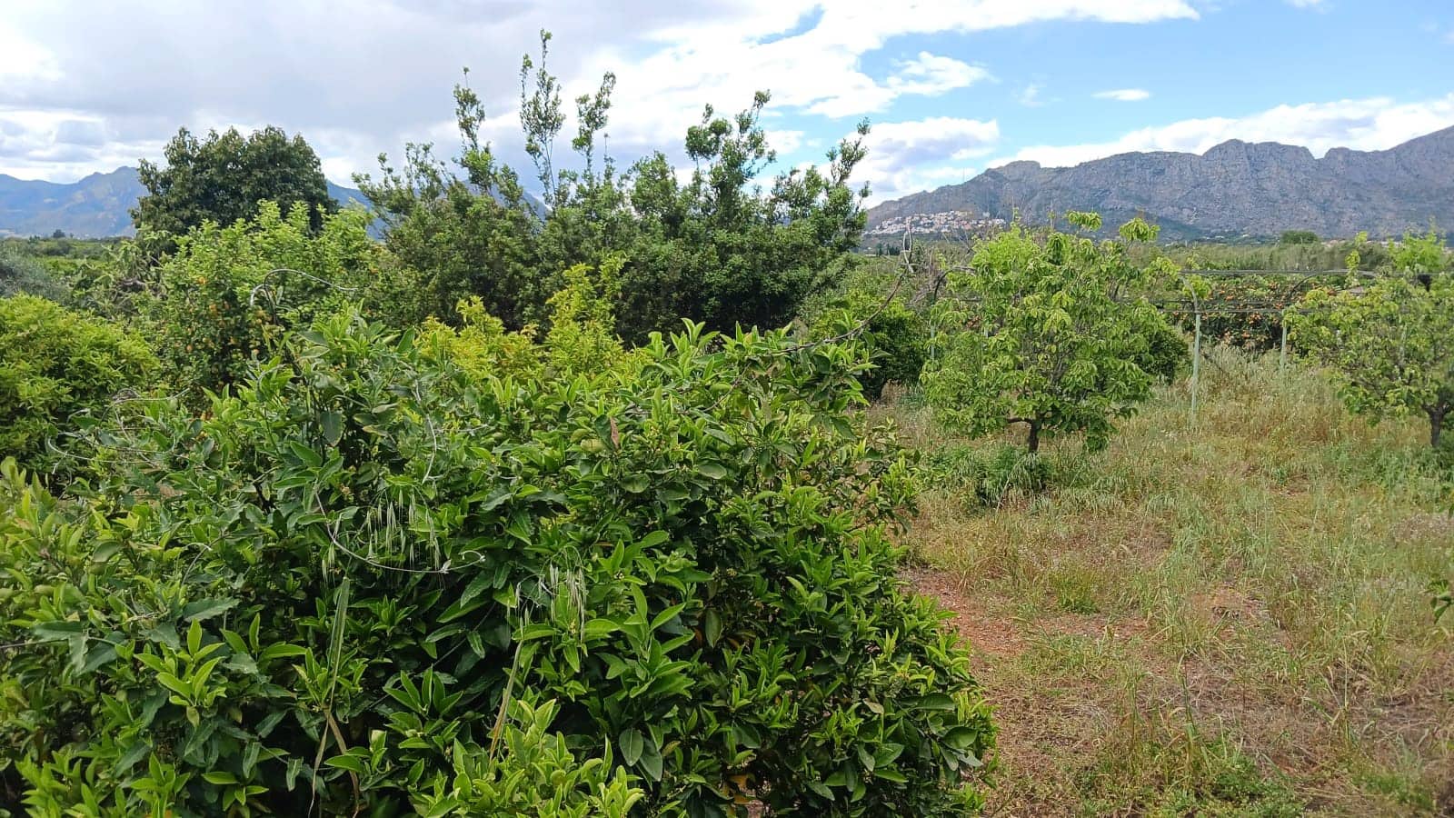 Rakentamaton maa myytävänä paikassa Pedreguer - 35 000 € (Ref: 9488014)