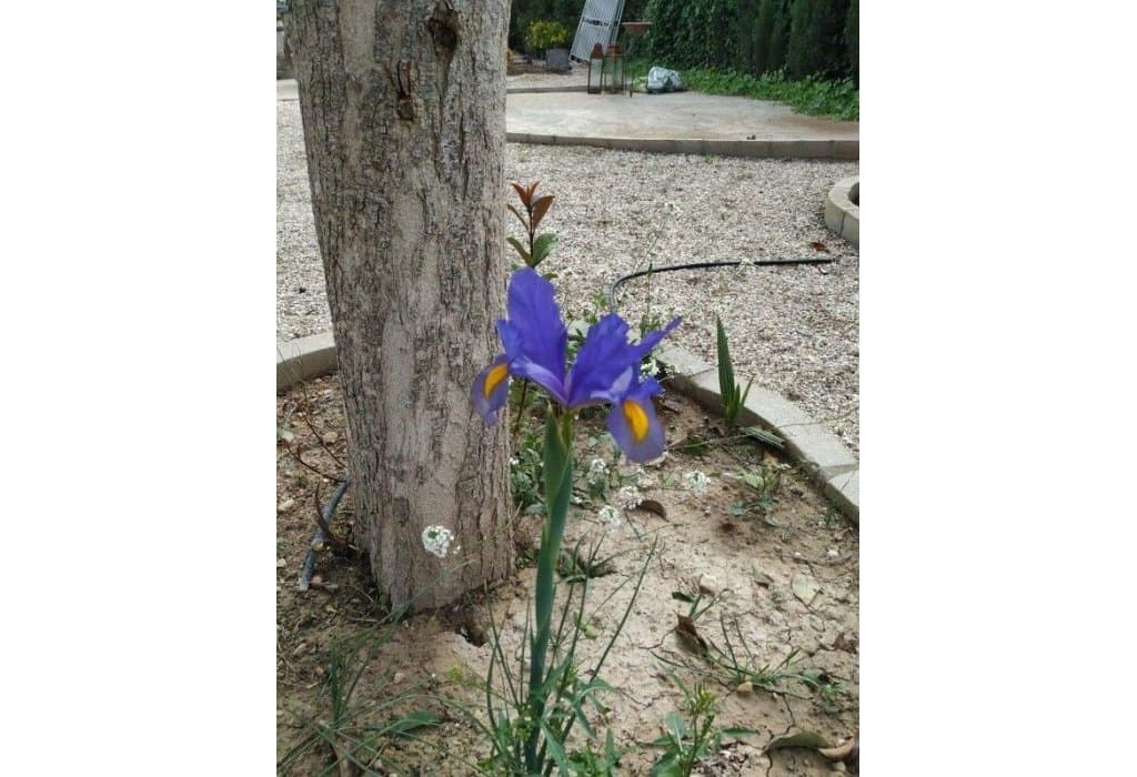 5 soveværelse Finca/Landehus til salg i Crevillente / Crevillent med swimmingpool - € 479.000 (Ref: 9084716)