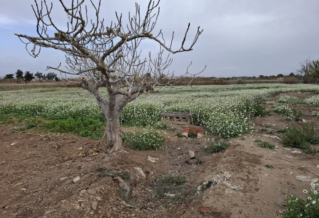 Area Edificabile in vendita in Guardamar del Segura - 23.000 € (Rif: 9133263)