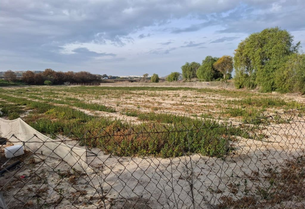 Byggetomt til salgs i Guardamar del Segura - € 30 998 (Ref: 9133265)