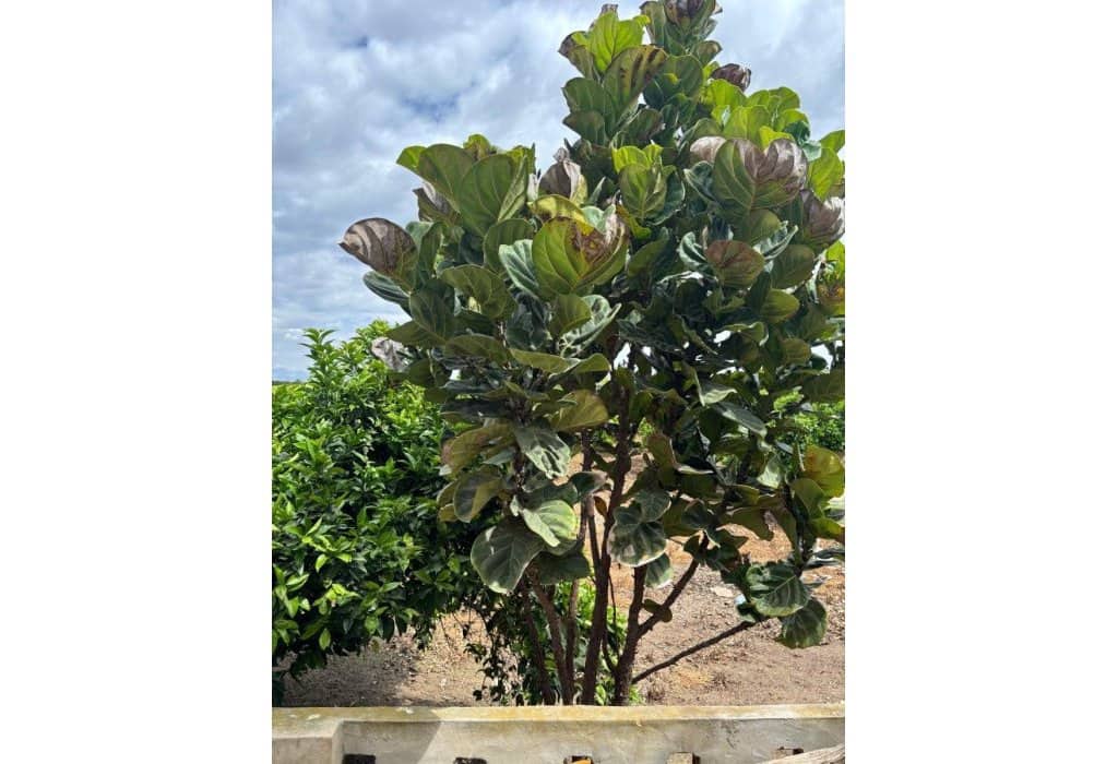 Finca/Landehus til salg i Ciudad Quesada - € 213.000 (Ref: 9160269)