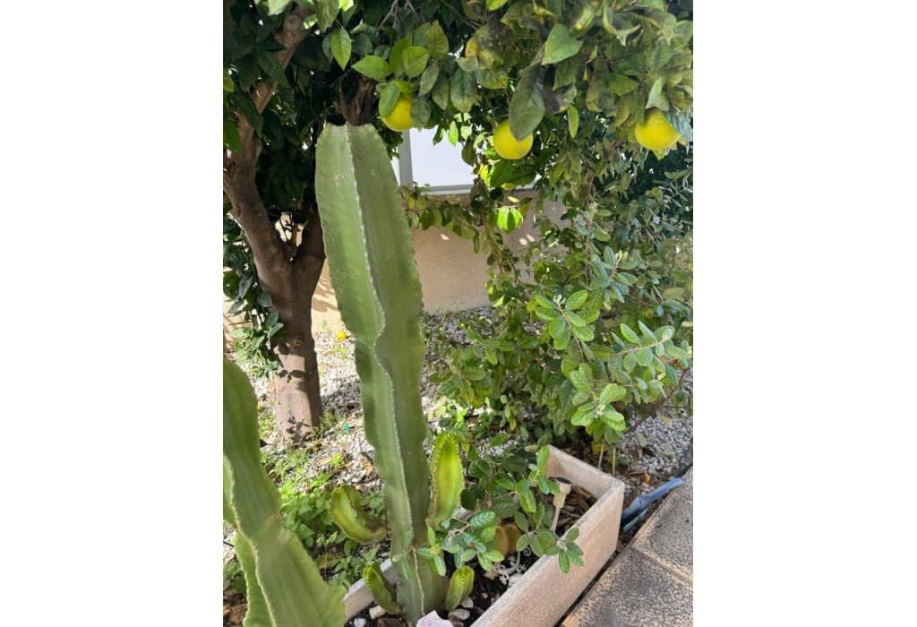 5 soverom Villa til salgs i Benijofar med svømmebasseng - € 300 000 (Ref: 9373667)