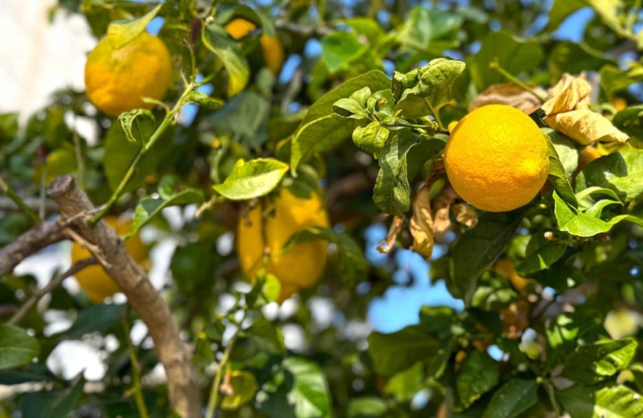 3 slaapkamer Villa te koop in Villamartin met zwembad garage - € 475.000 (Ref: 9428973)