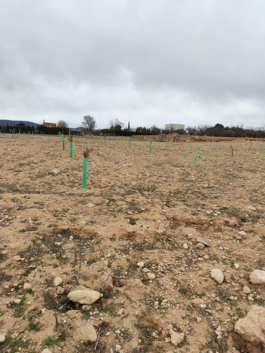 Terreno/Finca Rústica en Villena en venta - 50.000 € (Ref: 9586563)