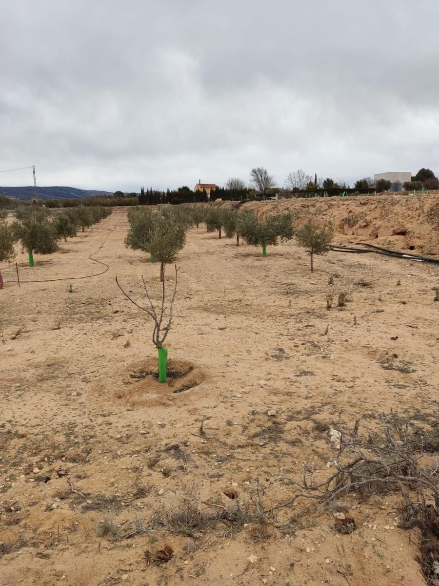 Terreno/Finca Rústica en Villena en venta - 50.000 € (Ref: 9586563)