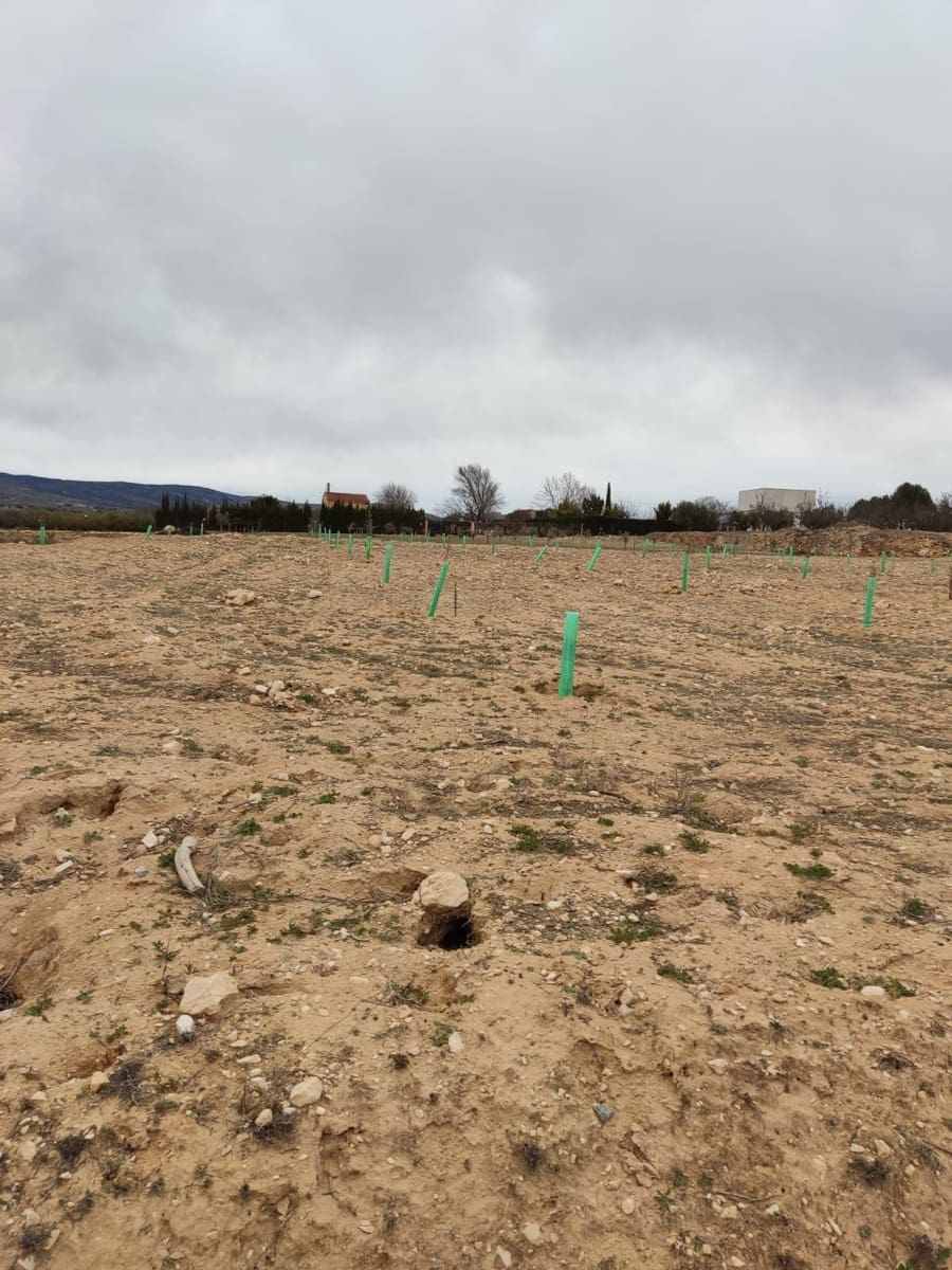 Terreno/Finca Rústica en Villena en venta - 50.000 € (Ref: 9586563)