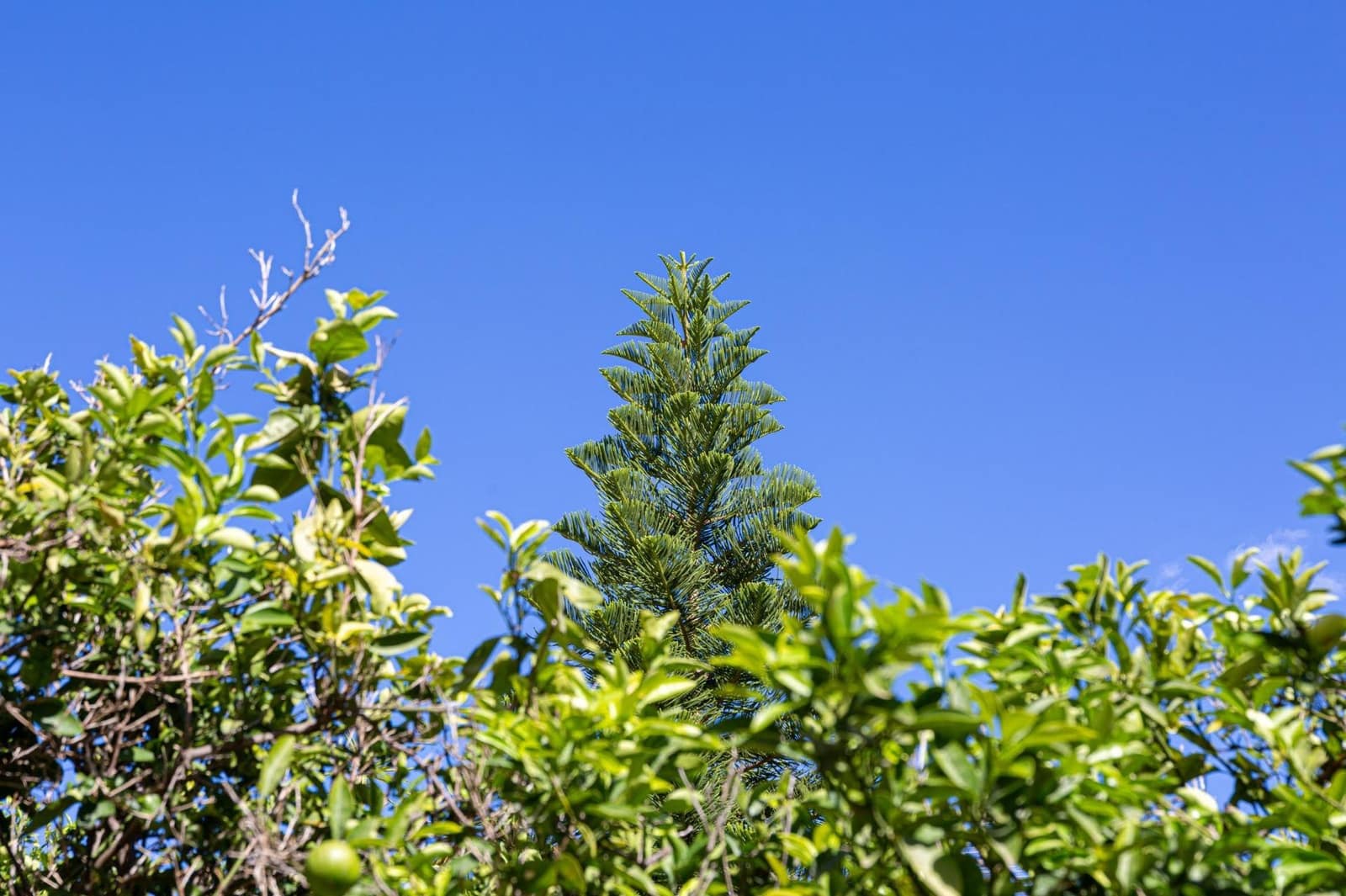 5 soveværelse Villa til salg i Sa Pobla med swimmingpool garage - € 849.000 (Ref: 8578391)