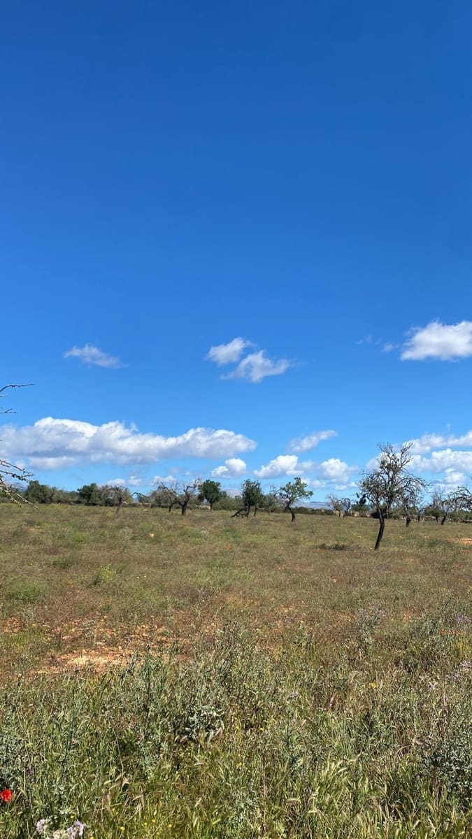 Terre non Aménagée à vendre à Sineu - 295 000 € (Ref: 9095323)