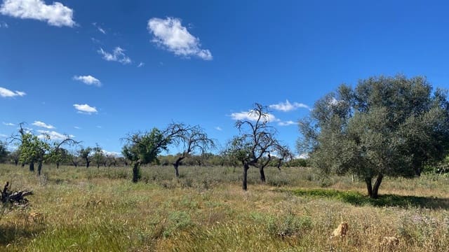 Undeveloped Land for sale in Sineu - € 295,000 (Ref: 9095323)