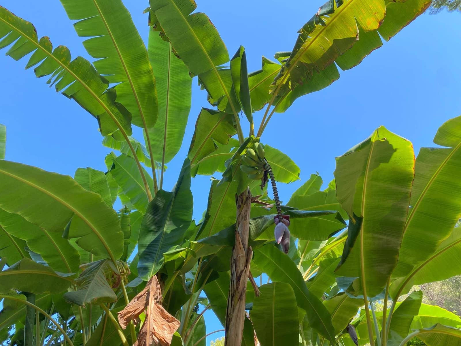 2 soveværelse Penthouse til salg i Sol de Mallorca med swimmingpool - € 449.000 (Ref: 9220036)