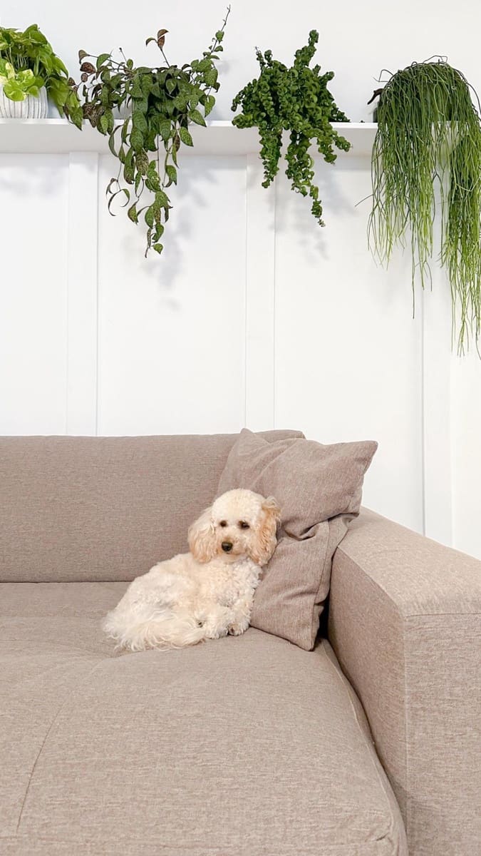 2 sypialnia Apartament na sprzedaż w Costa de la Calma z basenem - 460 000 € (Ref: 9252497)