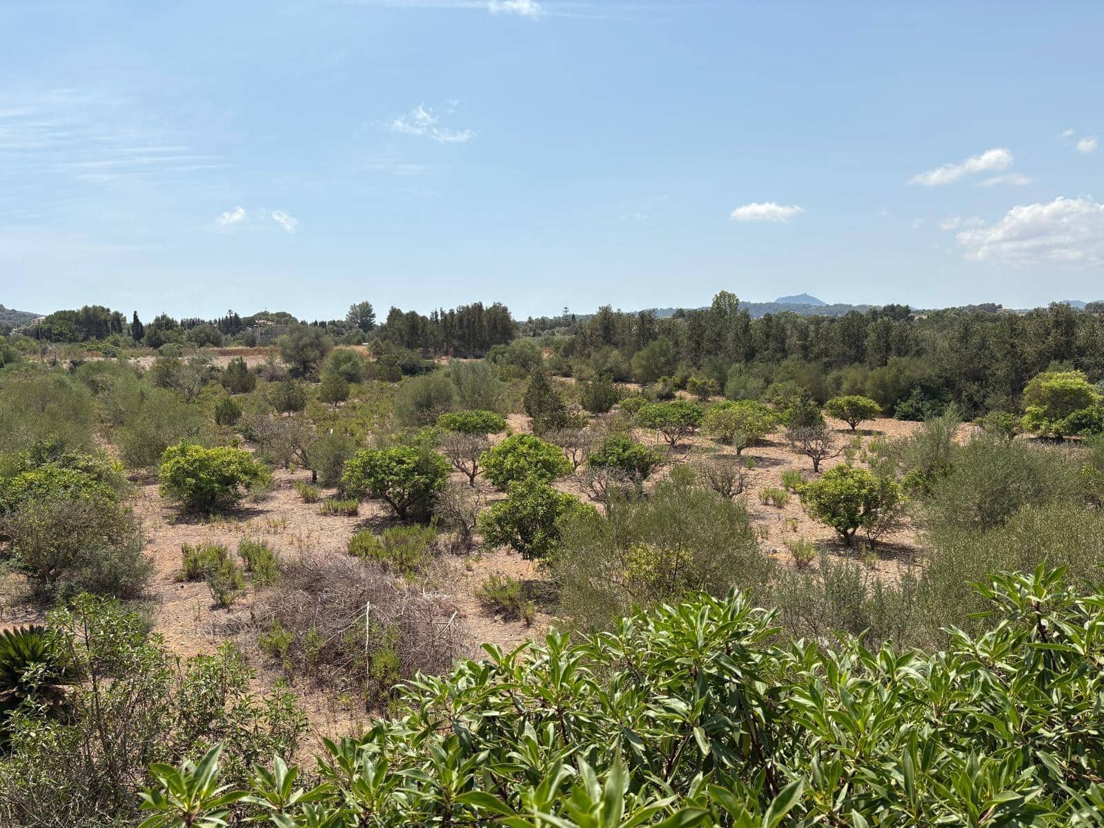 4 slaapkamer Finca/Landhuis te koop in Manacor met zwembad garage - € 1.900.000 (Ref: 9846303)
