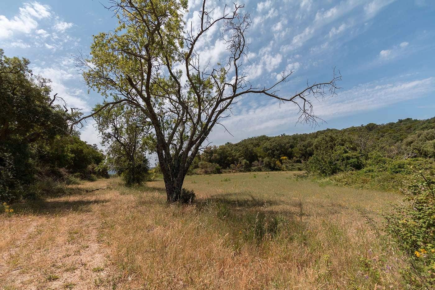 8 soveværelse Finca/Landehus til salg i Cruilles Monells i Sant Sadurni de I'Heura - € 1.000.000 (Ref: 8585235)