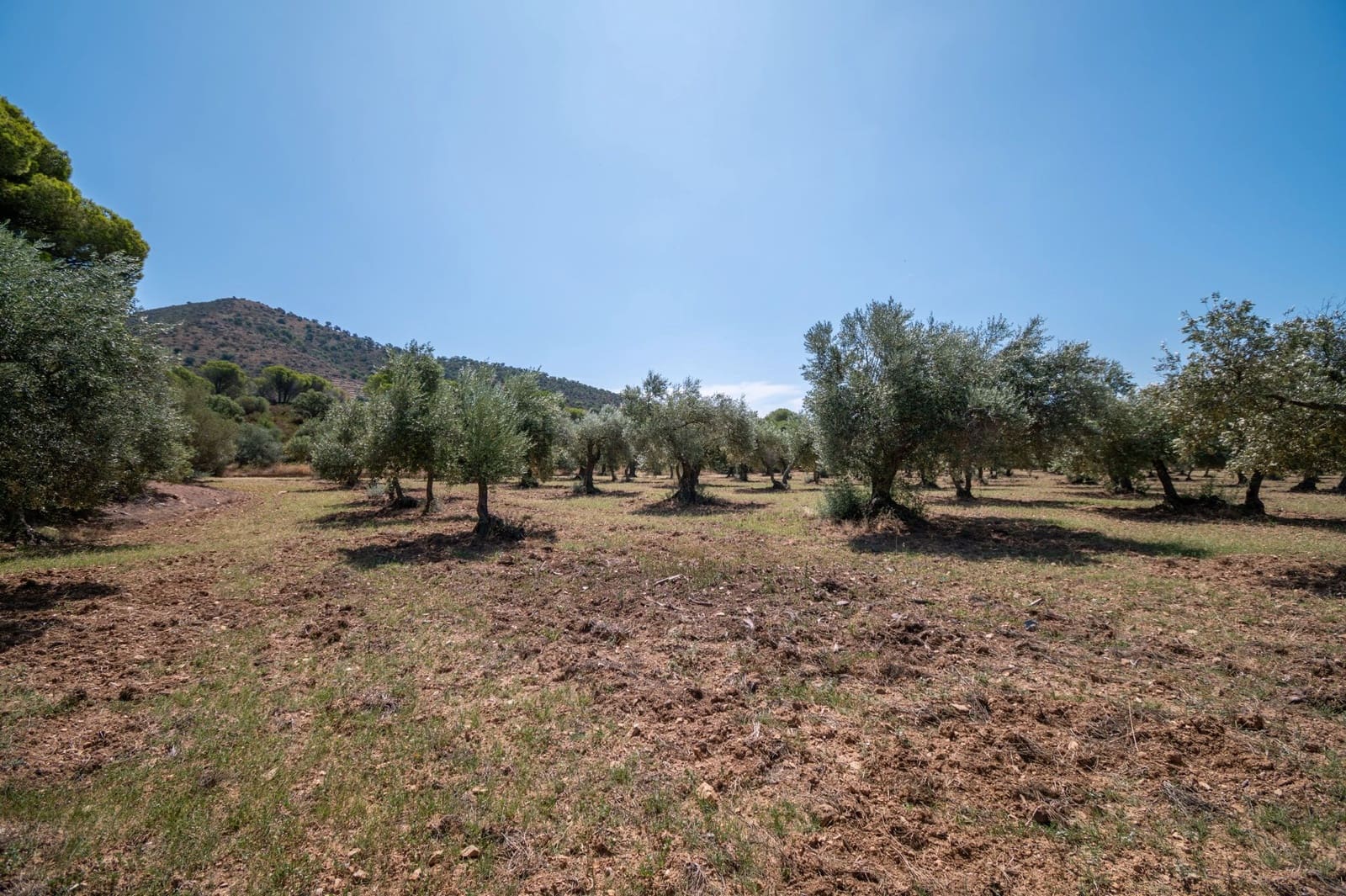 12 sypialnia Finka/Dom wiejski na sprzedaż w Roses z basenem garażem - 2 800 000 € (Ref: 8690315)