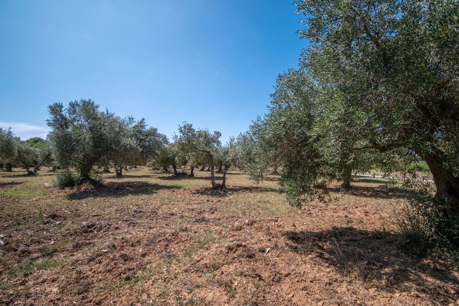 12 sypialnia Finka/Dom wiejski na sprzedaż w Roses z basenem garażem - 2 800 000 € (Ref: 8690315)