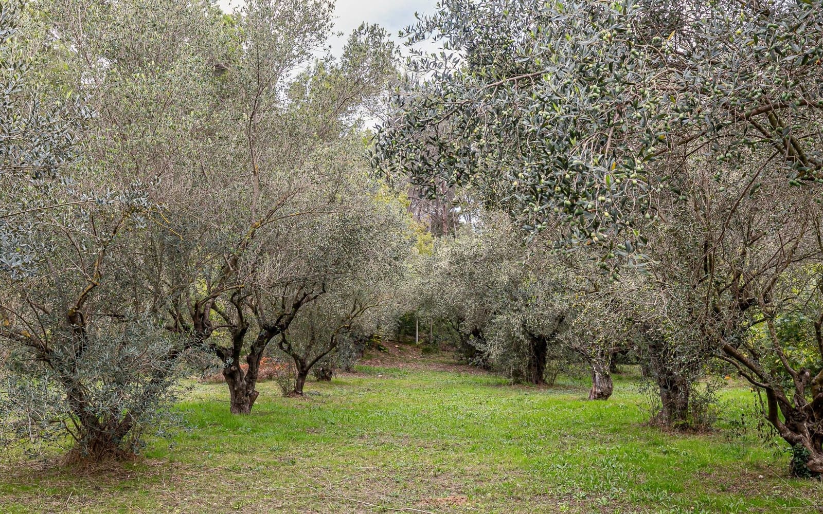 6 sovrum Finca/Hus på landet till salu i Sant Andreu de la Barca med garage - 1 300 000 € (Ref: 9368978)