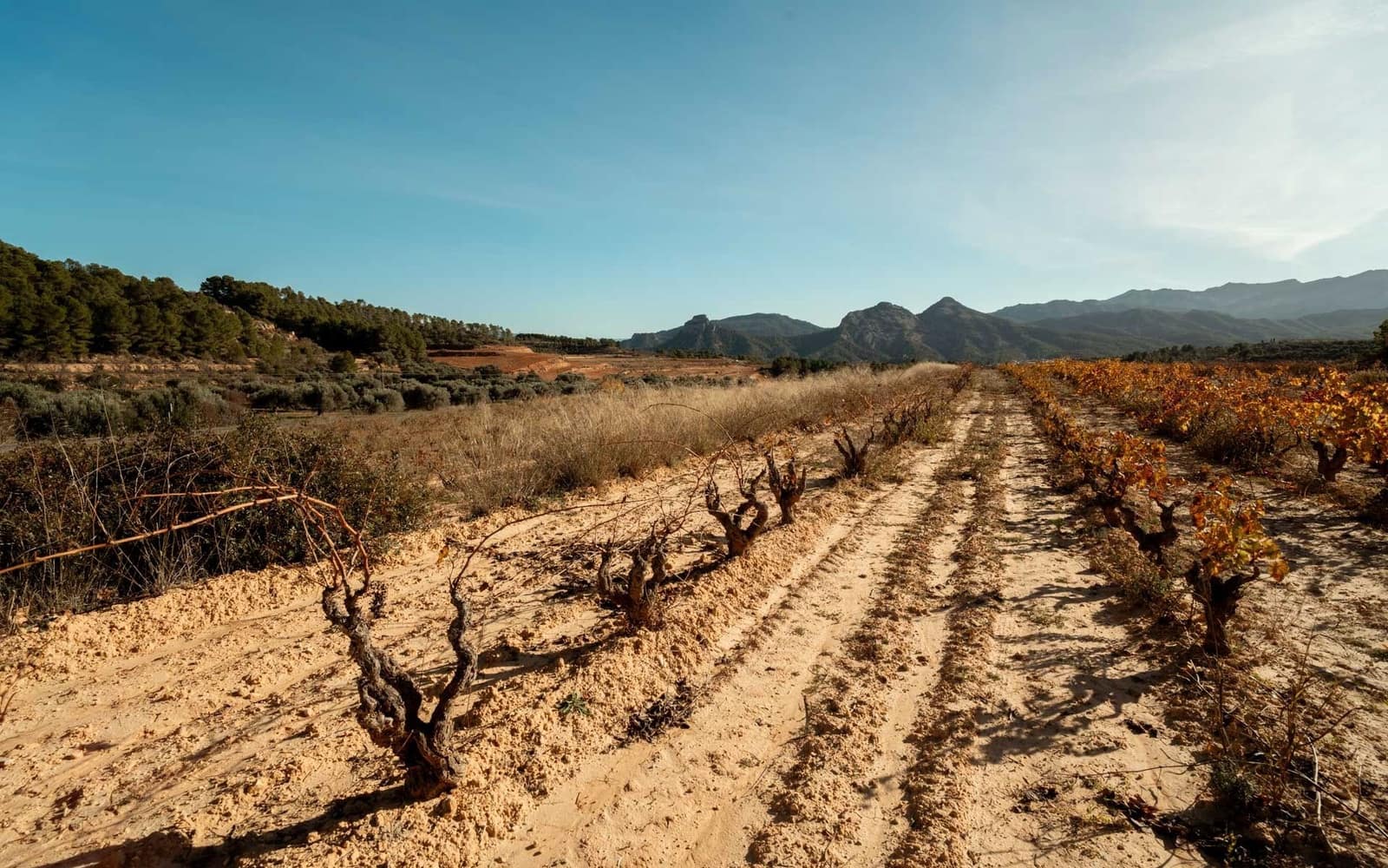 Building Plot for sale in Bot - € 90,000 (Ref: 9588501)