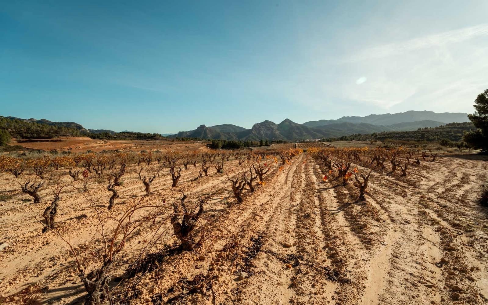 Building Plot for sale in Bot - € 90,000 (Ref: 9588501)