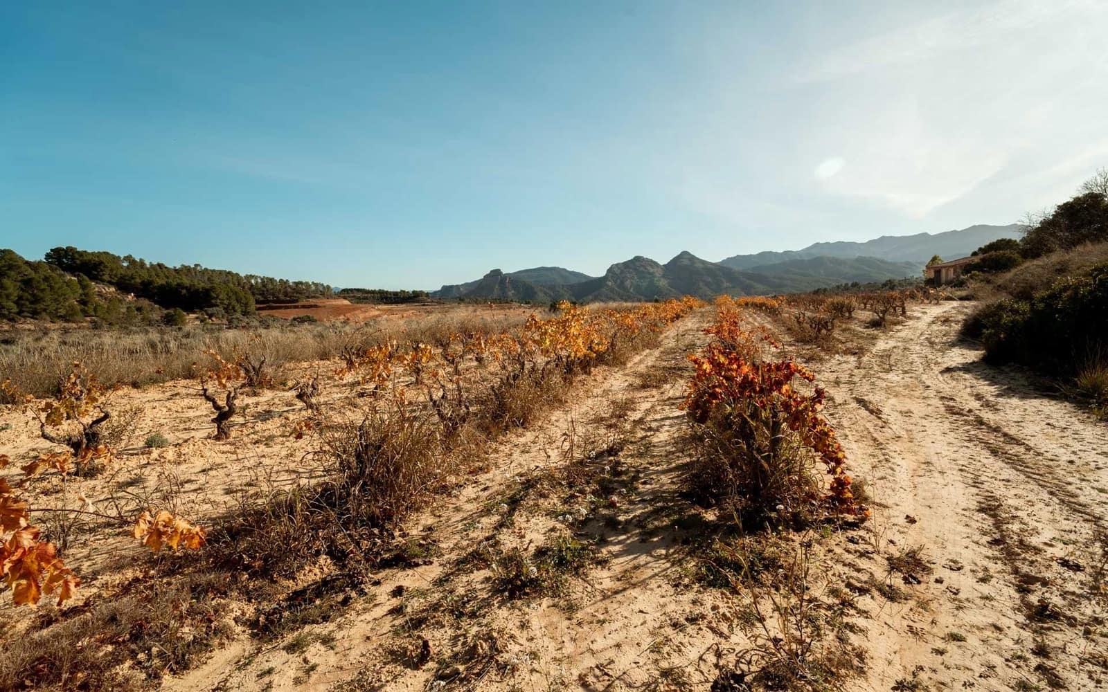 Building Plot for sale in Bot - € 90,000 (Ref: 9588501)